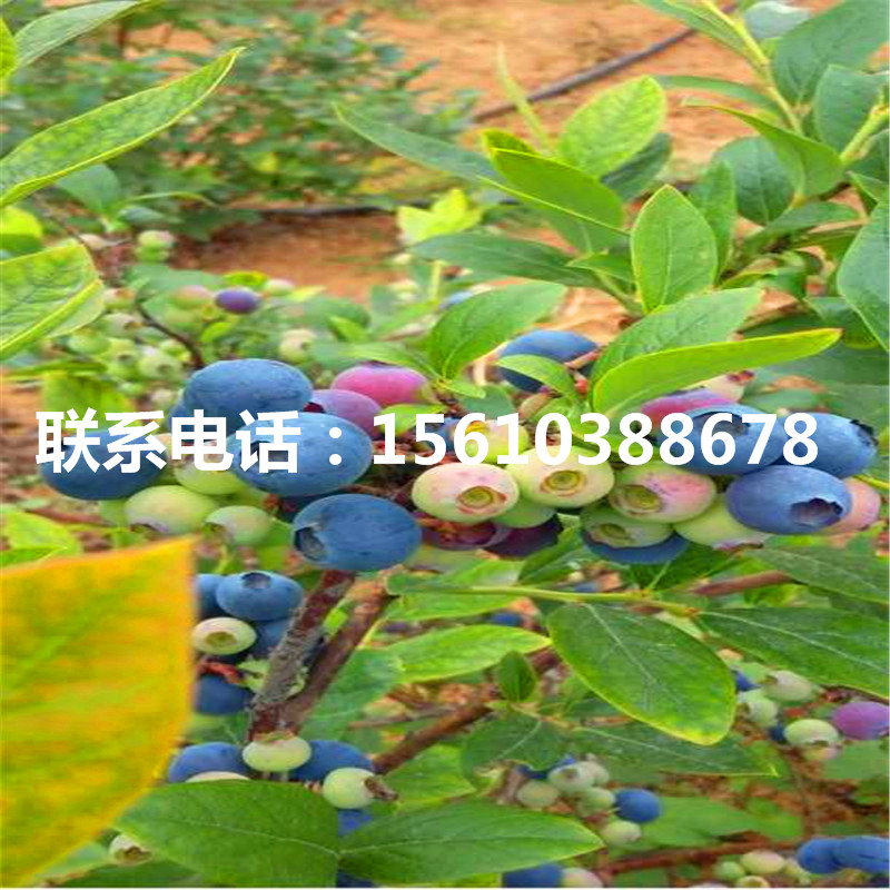 圓藍藍莓苗種植基地