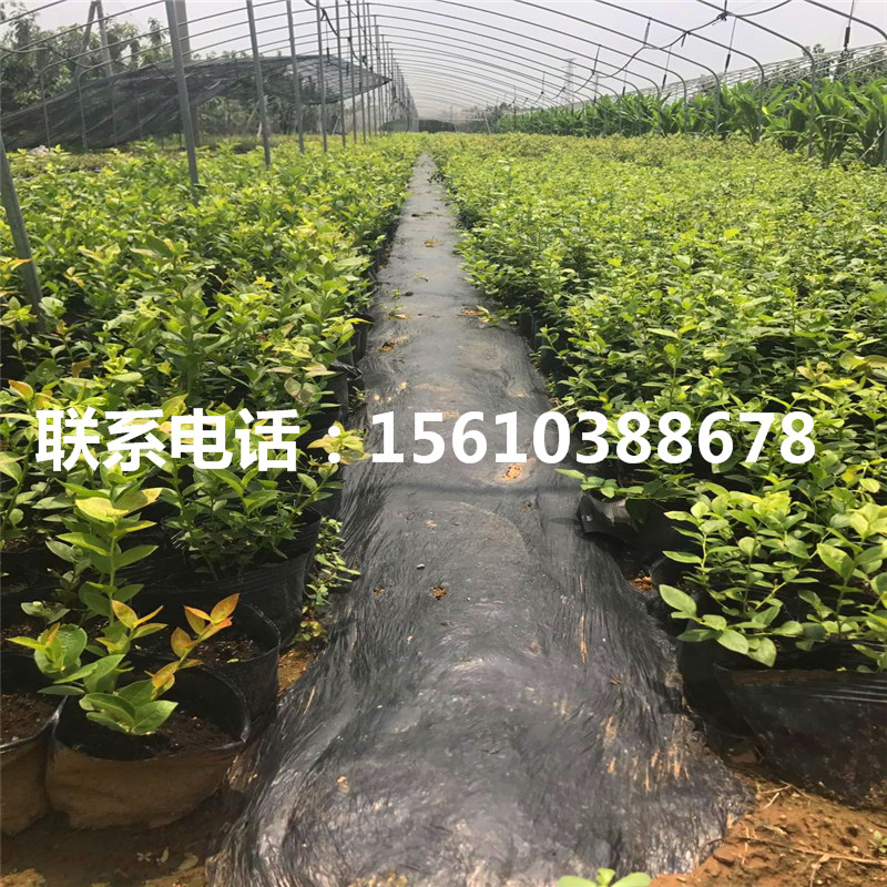 北村藍莓苗出售