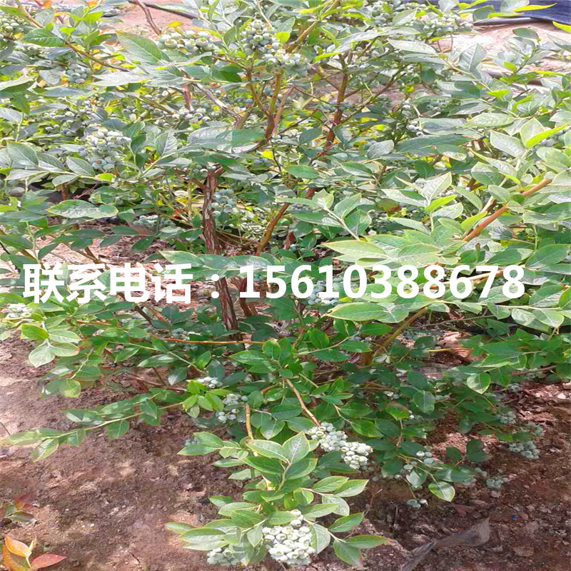 藍光藍莓苗、藍光藍莓苗銷售基地