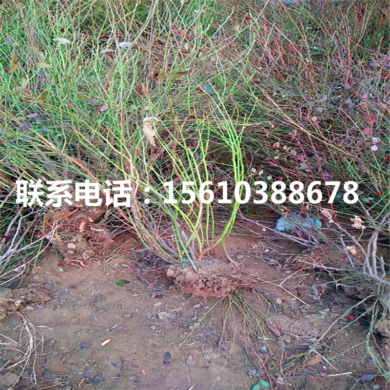 瑞卡藍(lán)莓苗、瑞卡藍(lán)莓苗多少錢一棵