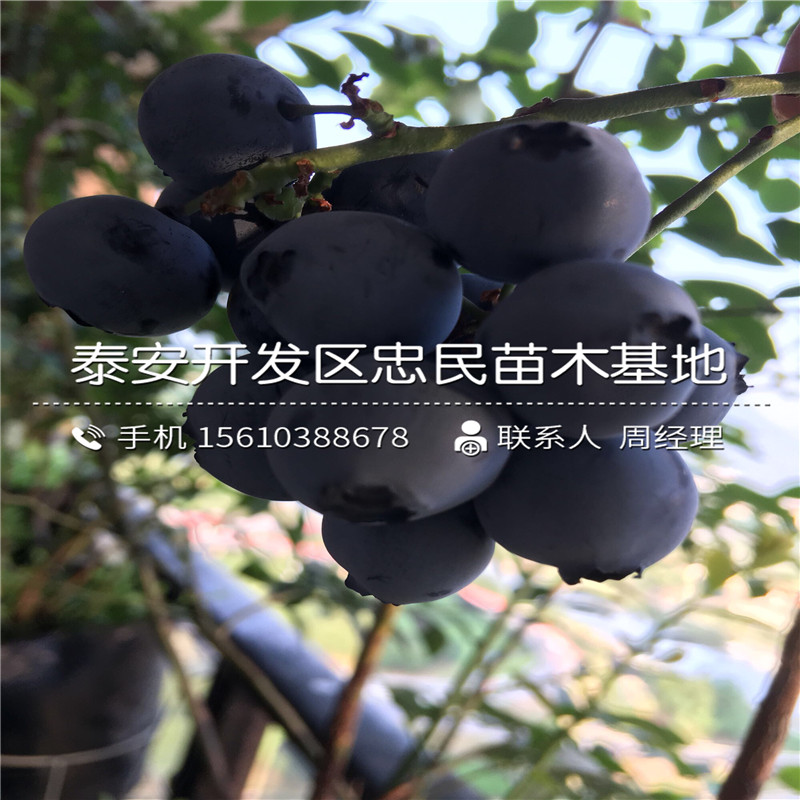 大藍(lán)金藍(lán)莓苗批發(fā)單價