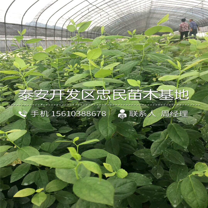 圓藍藍莓苗種植基地
