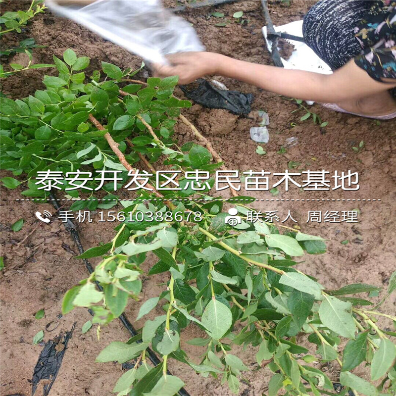 藍(lán)寶石藍(lán)莓苗多少錢