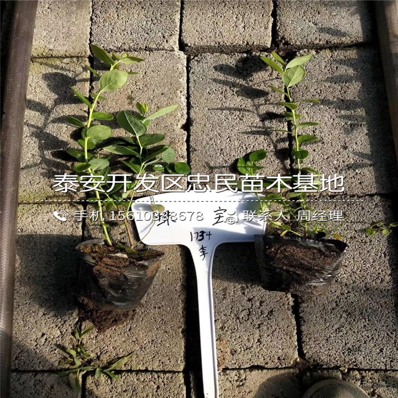 布萊登藍(lán)莓苗批發(fā)