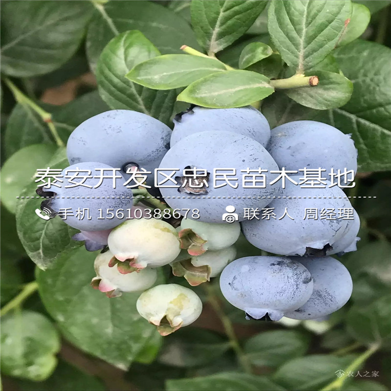 藍(lán)豐藍(lán)莓苗簡介