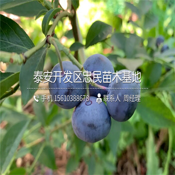 北村藍莓苗出售