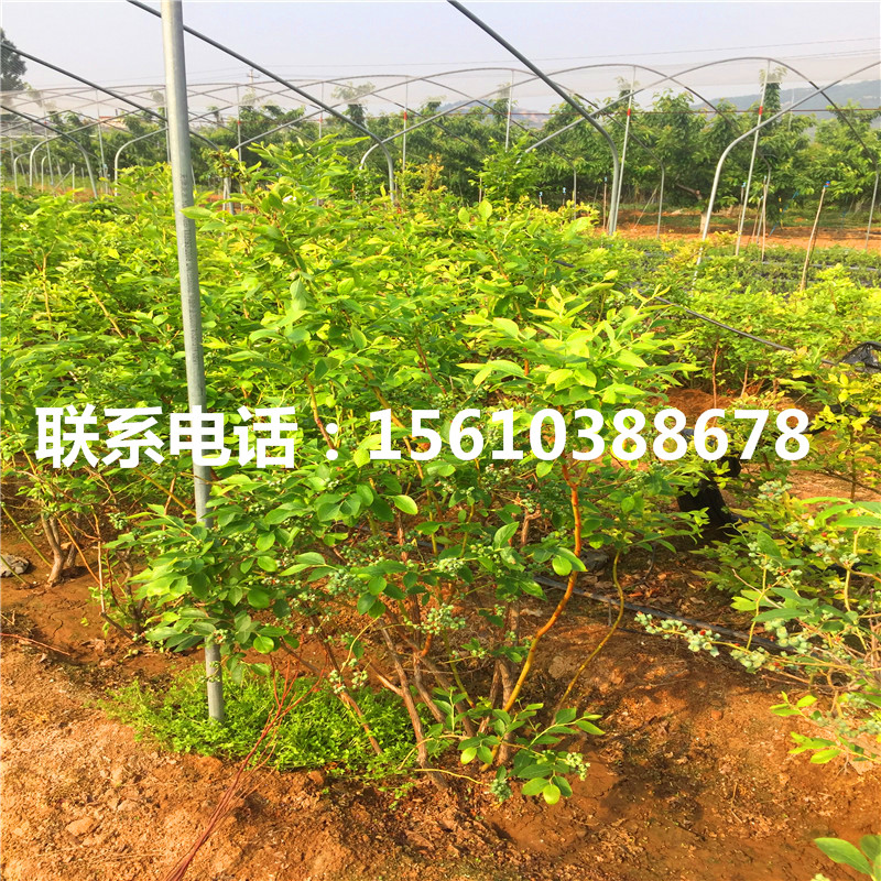 瑞卡藍(lán)莓苗、瑞卡藍(lán)莓苗多少錢一棵