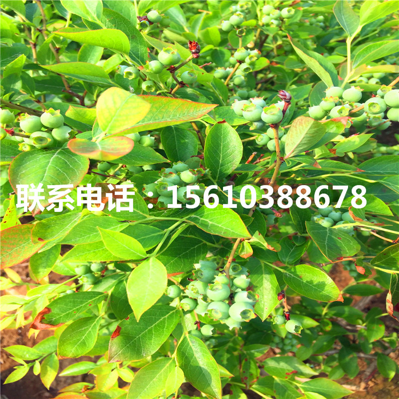 布萊登藍(lán)莓苗批發(fā)