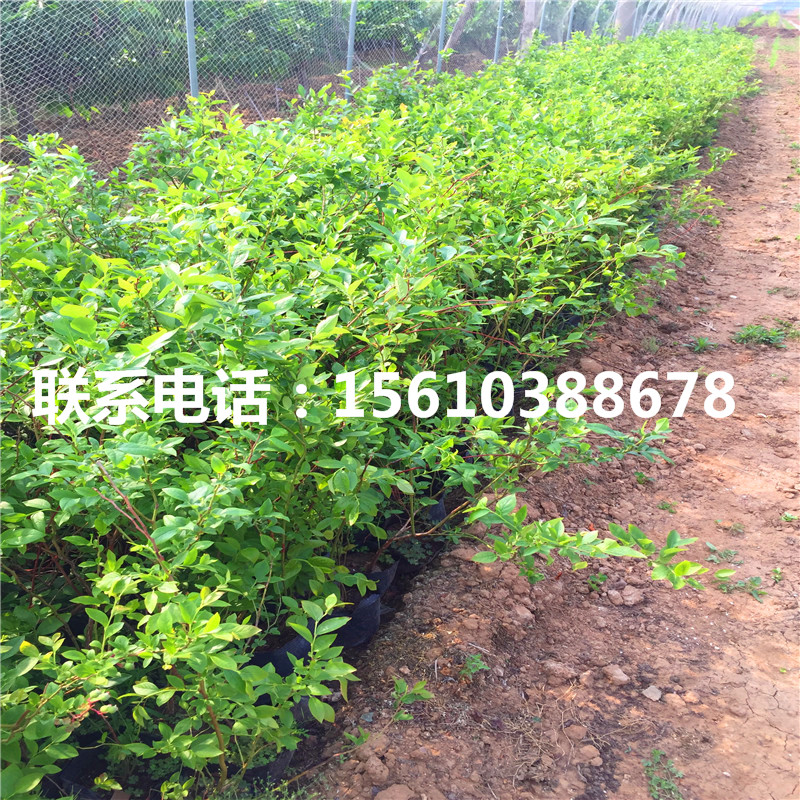 珠寶藍(lán)莓苗出售價(jià)錢(qián)