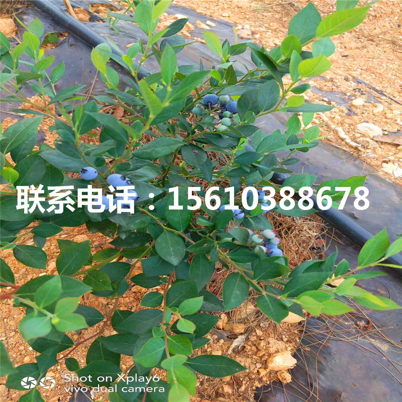 藍光藍莓苗、藍光藍莓苗銷售基地