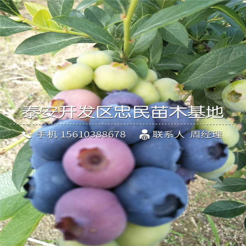 奧尼爾藍(lán)莓苗售價(jià)