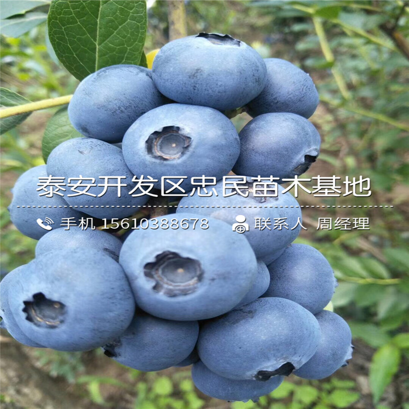 藍(lán)豐藍(lán)莓苗簡介