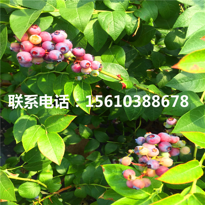 天后藍莓苗基地