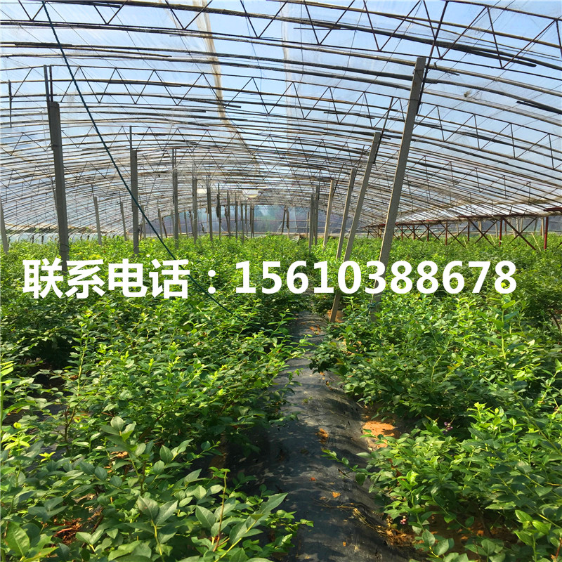 圓藍藍莓苗種植基地