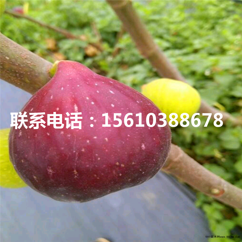 山東甜柿子苗供應(yīng)商