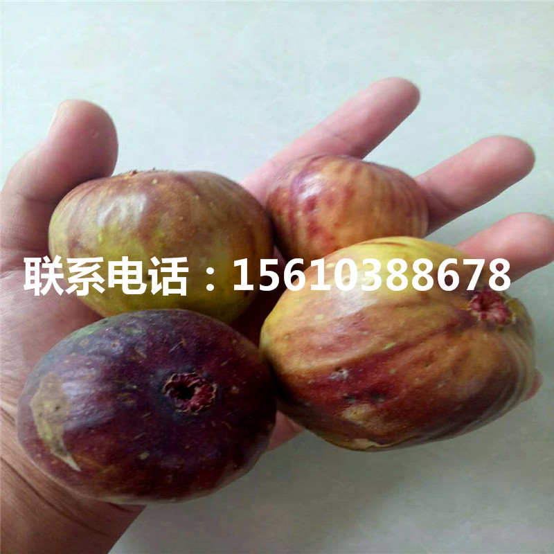 2019年柿樹苗一畝地栽多少棵