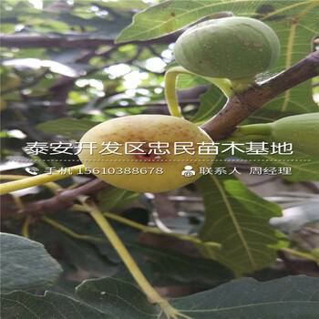 求購(gòu)芭勞奈無花果、芭勞奈無花果哪里有賣的