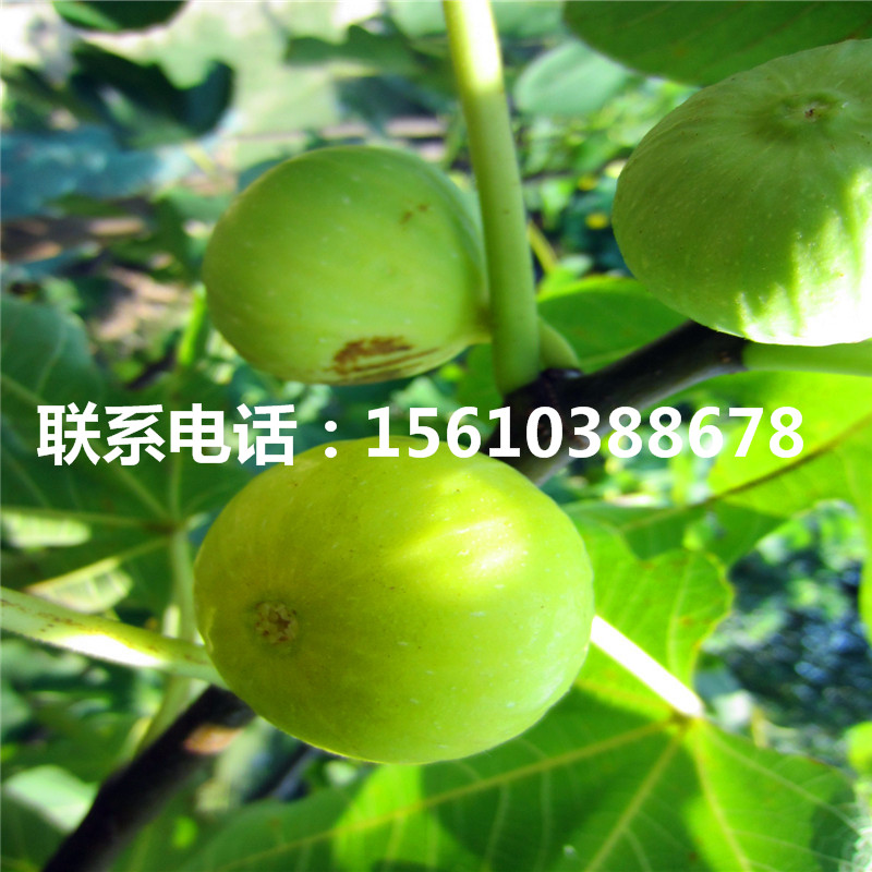 2019年合柿柿子苗一棵多少錢