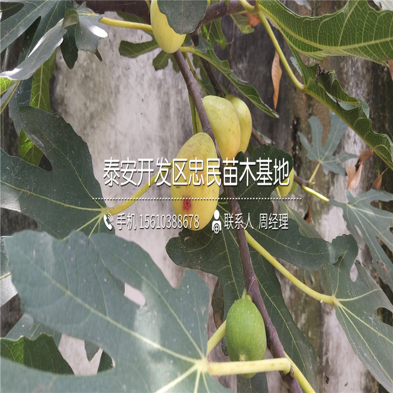 哪里有賣紅心無花果苗、紅心無花果苗什么品種好