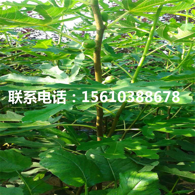 2019年柿樹苗幾年結(jié)果