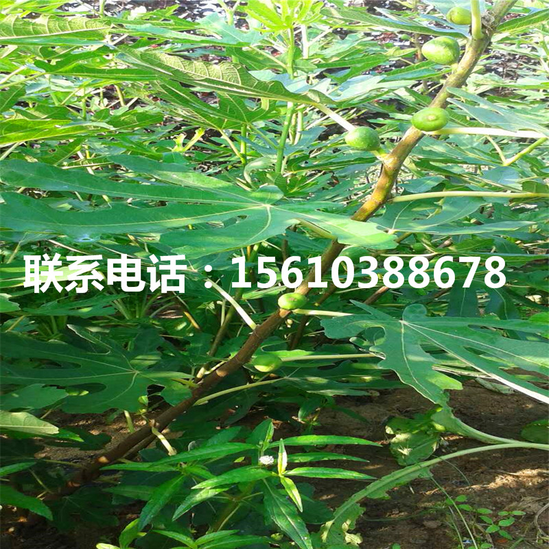 巧克力柿苗報(bào)價(jià)