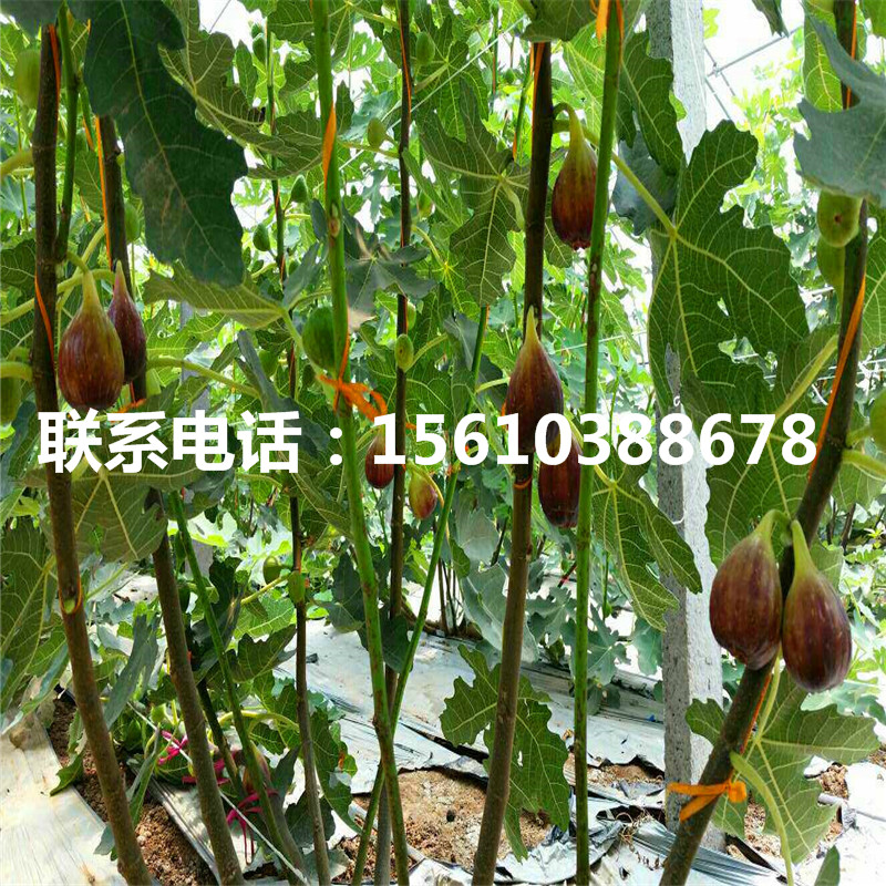 附近哪里有无花果树苗、无花果树苗上车价格