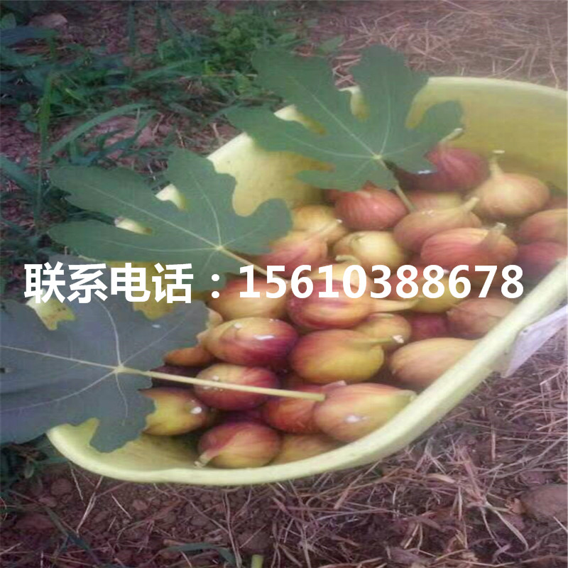 求購蓬萊柿無花果苗、蓬萊柿無花果苗銷售基地