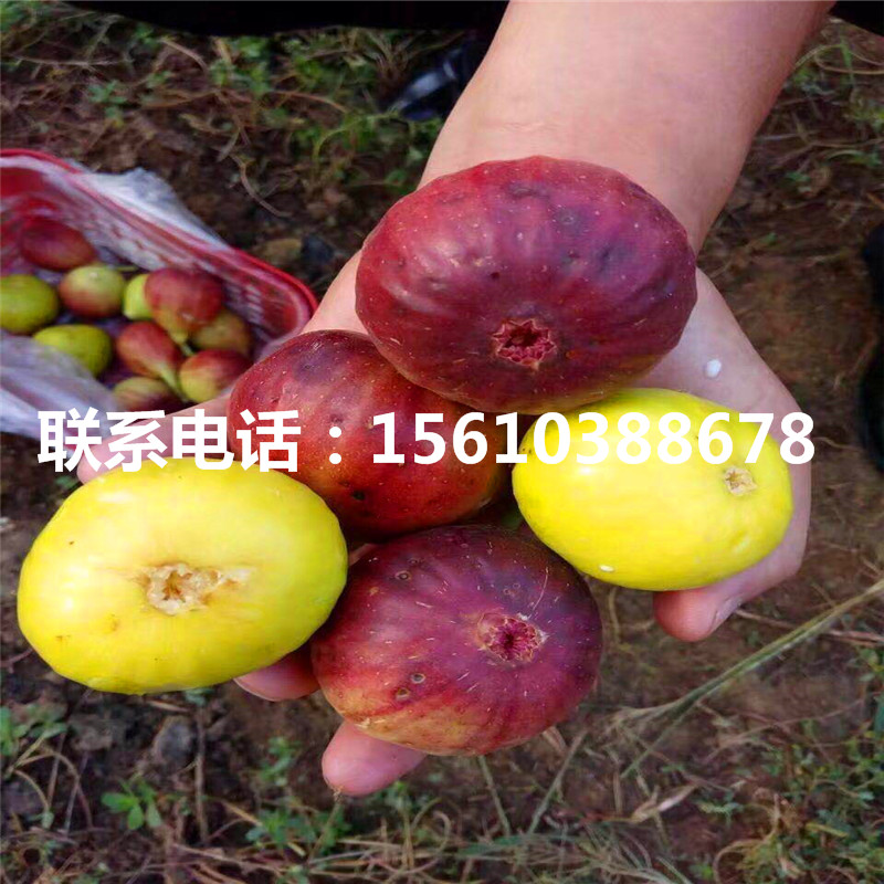 澀柿柿子苗基地