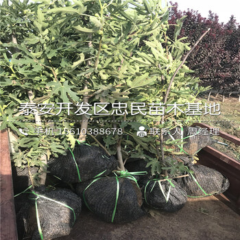 2019年富平尖柿苗品種