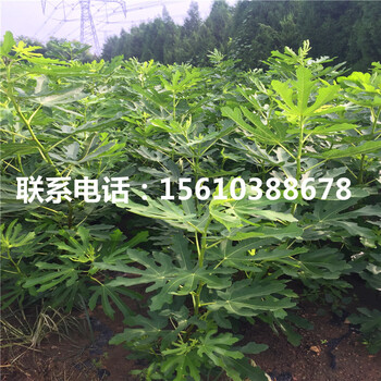 求購(gòu)波爾多無(wú)花果苗、波爾多無(wú)花果苗銷(xiāo)售價(jià)格