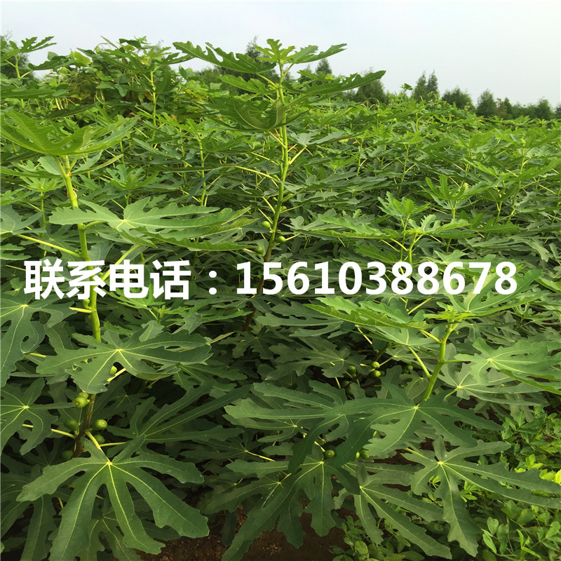 新品种富平尖柿苗管理技术