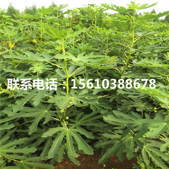 哪里有賣黃心無花果苗、黃心無花果苗每日報(bào)價(jià)