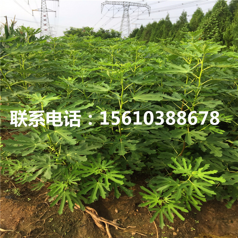 2019年斤柿柿子苗圖片