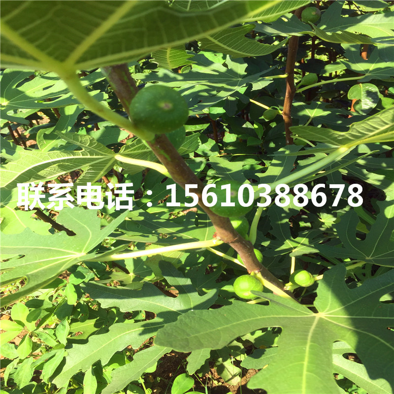 2019年黑柿子树苗种植基地