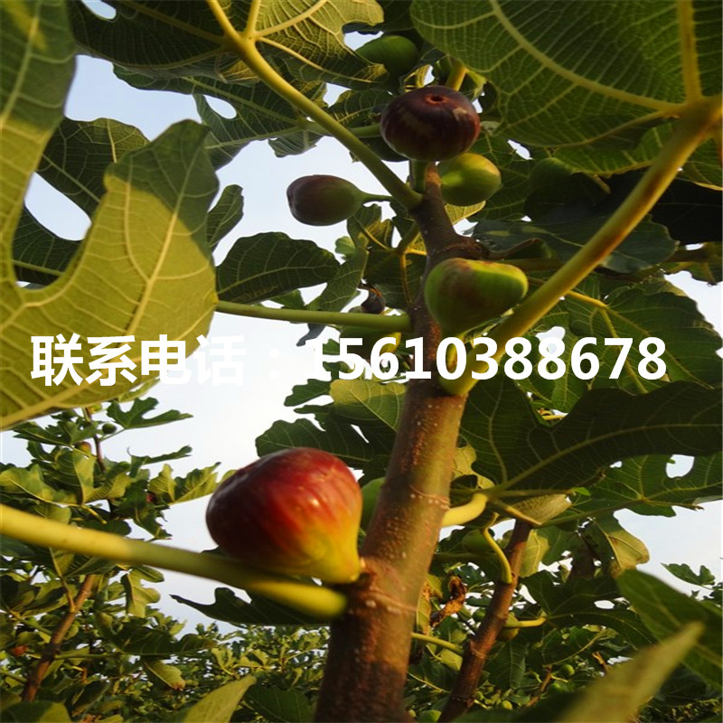 求购紫果无花果苗、紫果无花果苗产量多少