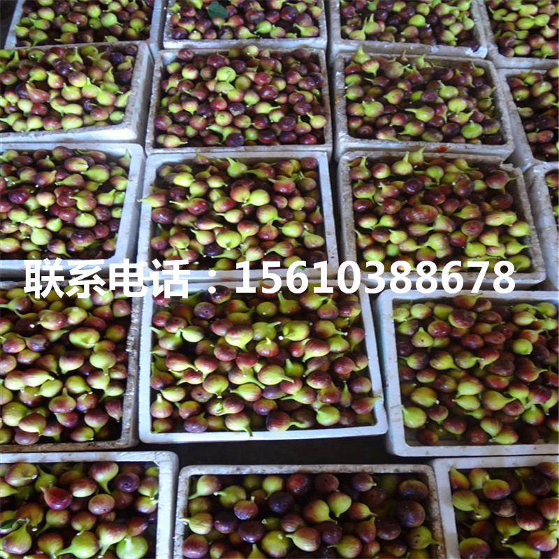 附近哪里有綠抗一號無花果苗、綠抗一號無花果苗哪里價格便宜