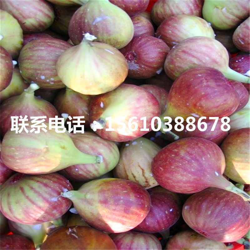 山東黃金柿子苗圖片