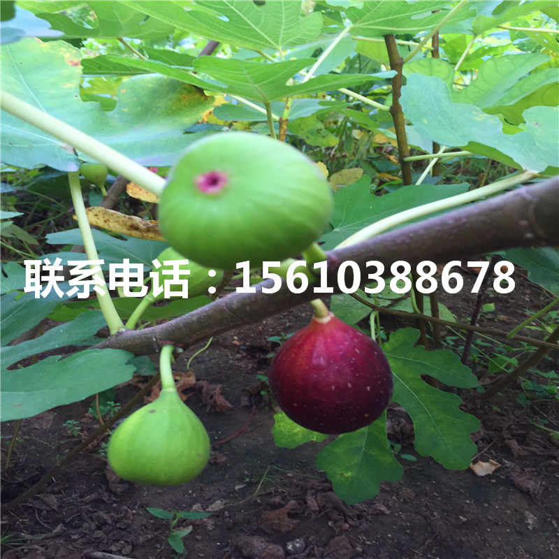 日本柿子苗品种