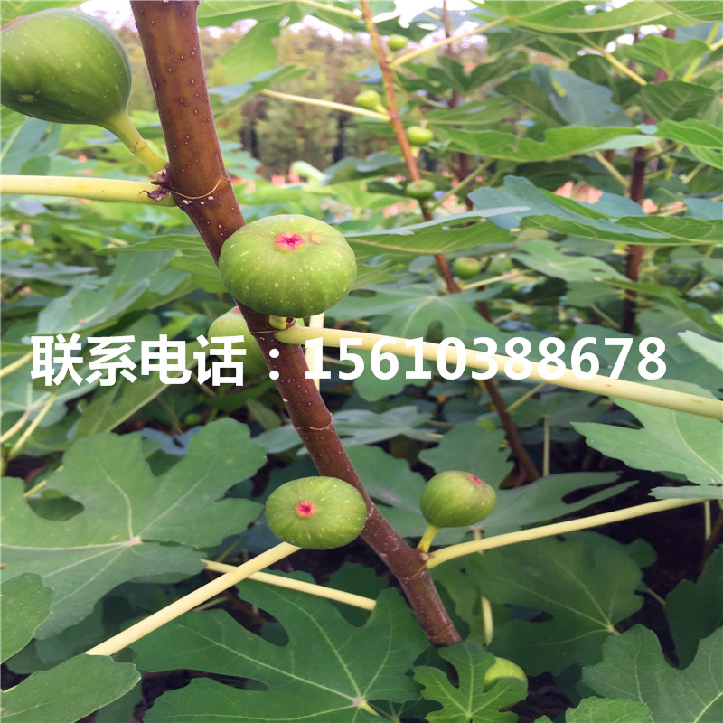 新品種1公分柿苗多少錢一棵