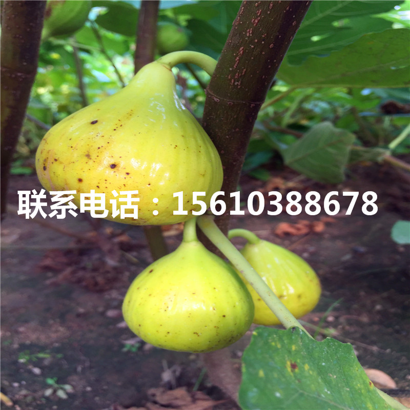 2019年2公分柿苗幾年結(jié)果