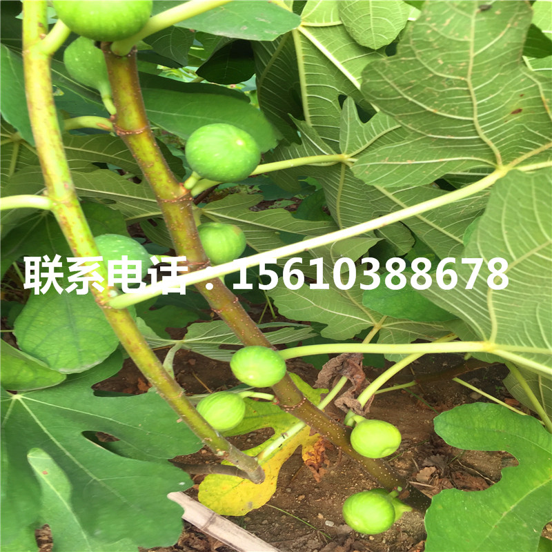 哪里有卖无花果苗、无花果苗哪里有卖的