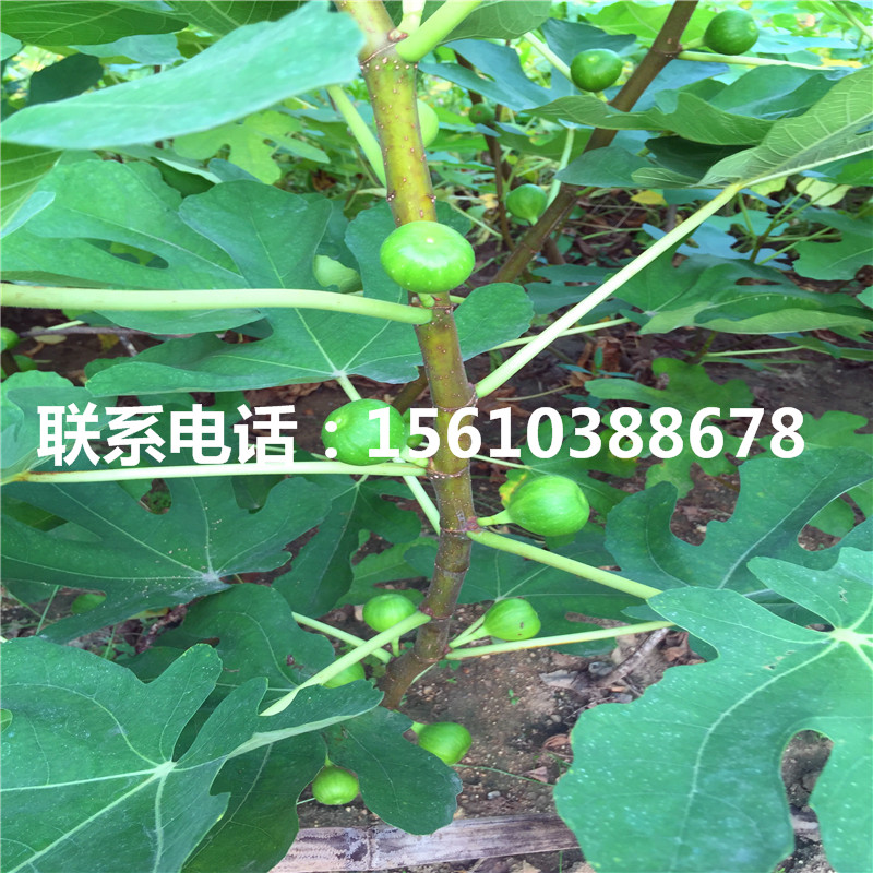 2019年黑柿子树苗种植基地