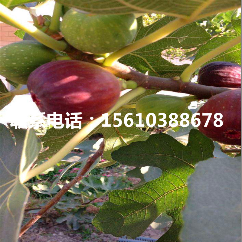 哪里有賣蓬萊柿無(wú)花果苗、蓬萊柿無(wú)花果苗哪里有賣的