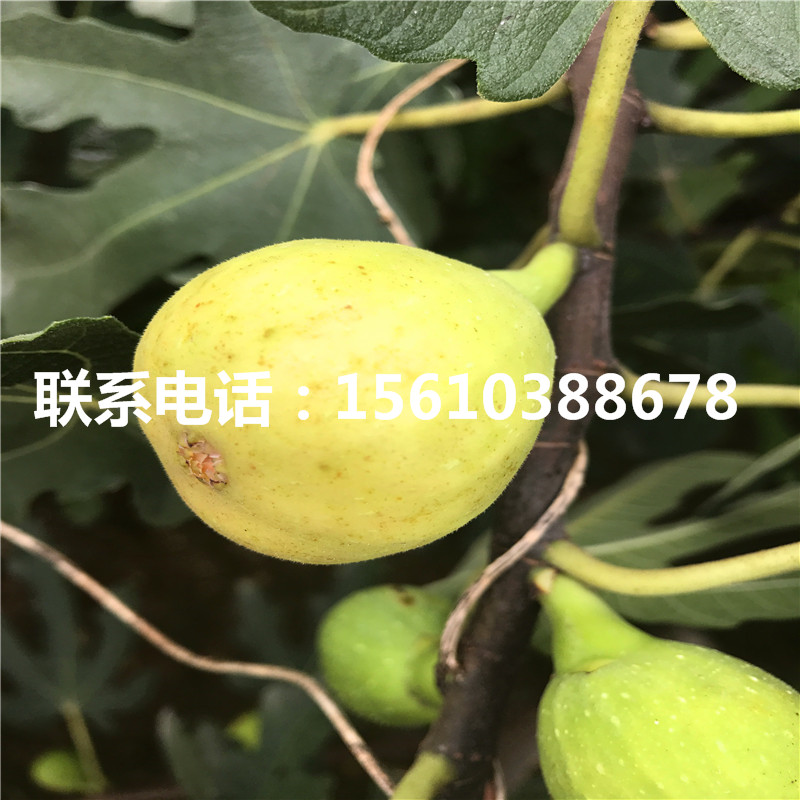 新品種黑柿子樹苗品種介紹