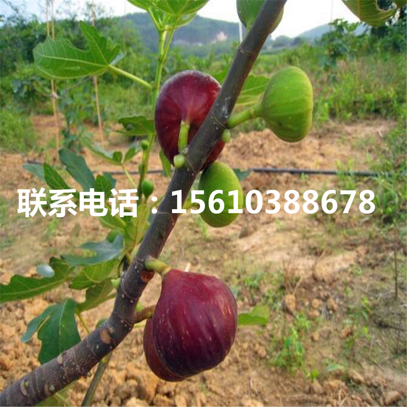 求购无花果树苗、无花果树苗零售价格