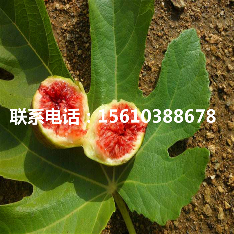 山東黃金柿子苗產(chǎn)地在哪里