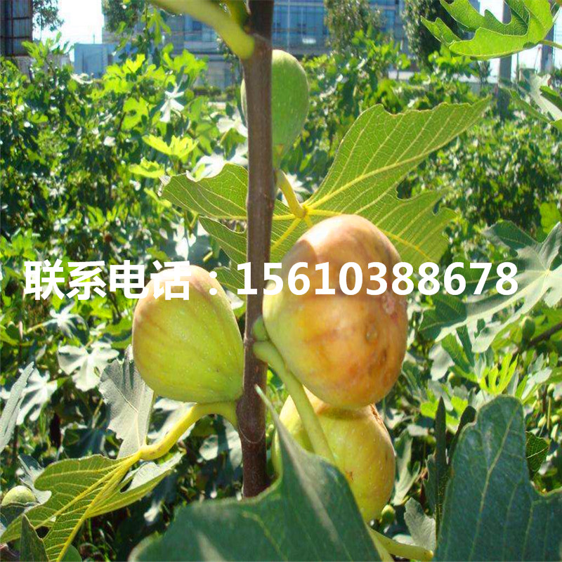 2019年黑柿子树苗种植基地