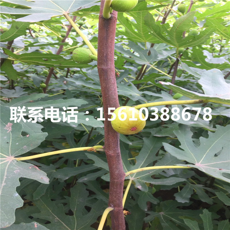 新品種黃金柿子苗品種