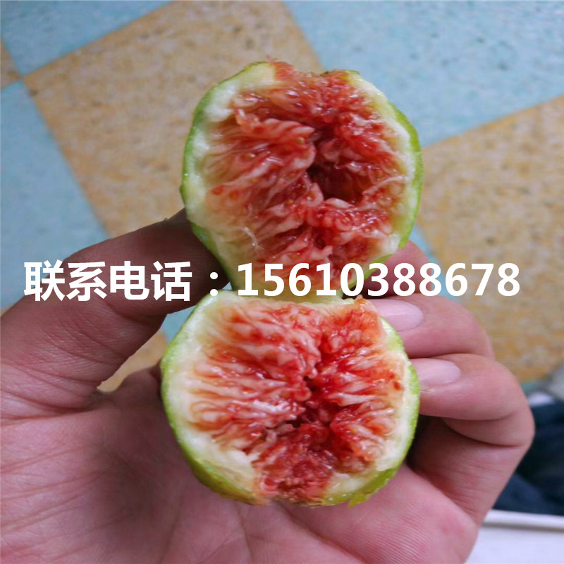 哪里批發(fā)布蘭瑞克無花果苗、布蘭瑞克無花果苗出售價(jià)格是多少