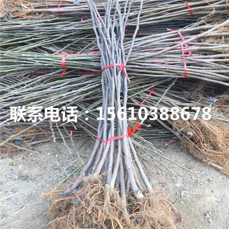 2019年富平尖柿苗管理技術(shù)